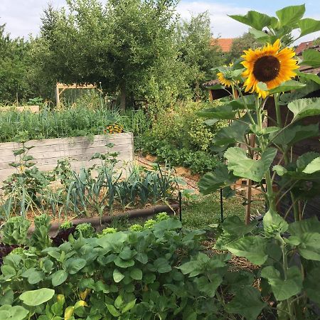 Ferienhaus Mit Naturgarten Dachsen 외부 사진